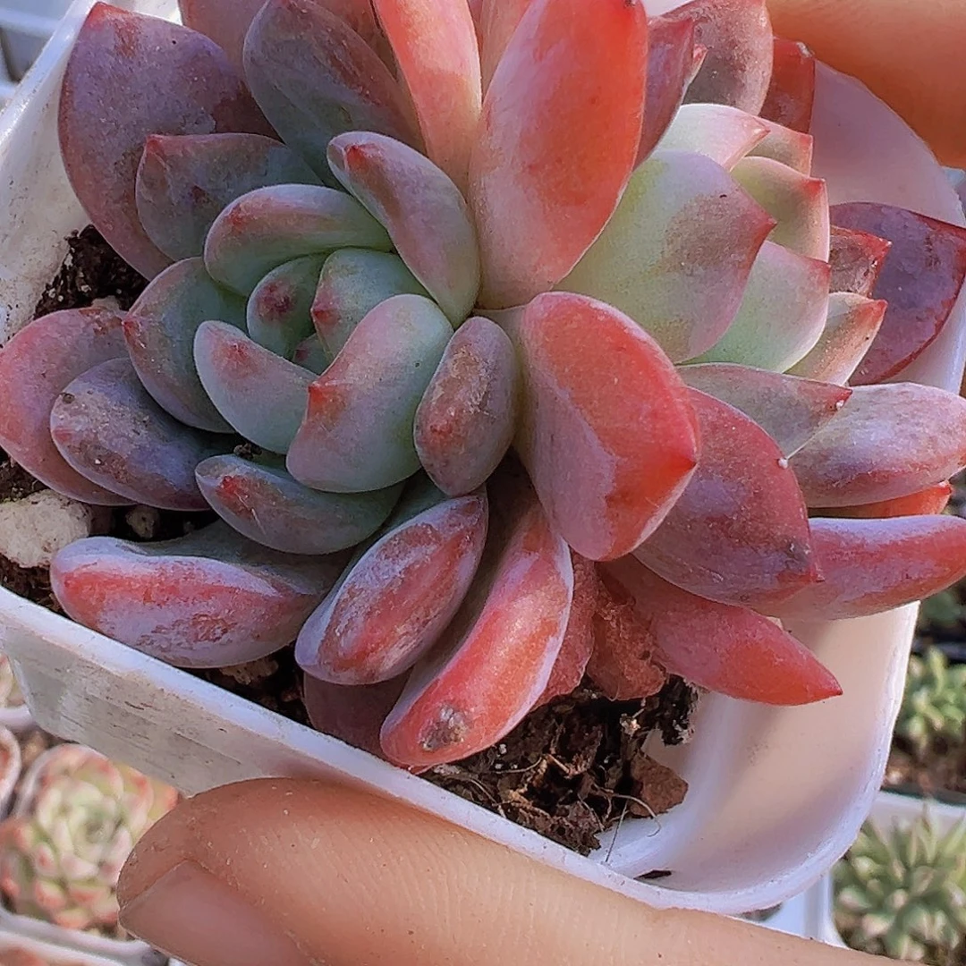 双头全明星19包邮