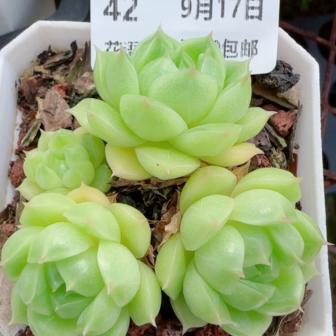 花语逸镜0917-42散