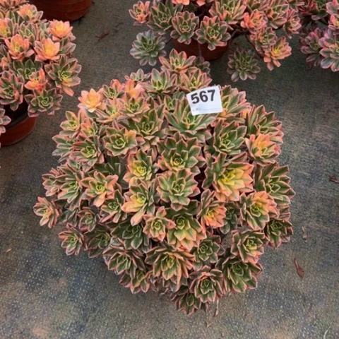 吴***进567甜茶朵朵多肉，