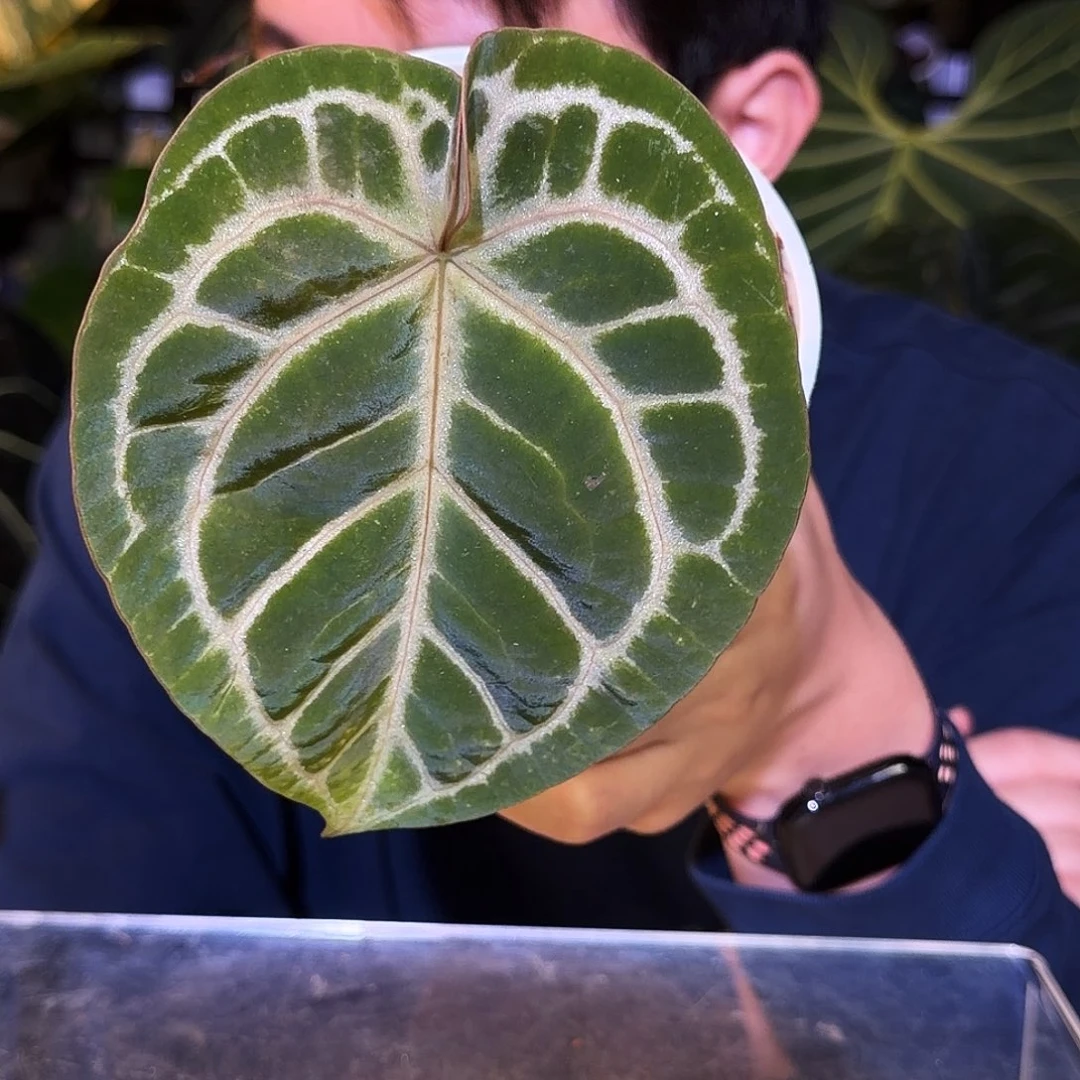 完全开放V75 撕裂纹杂极致小钻石