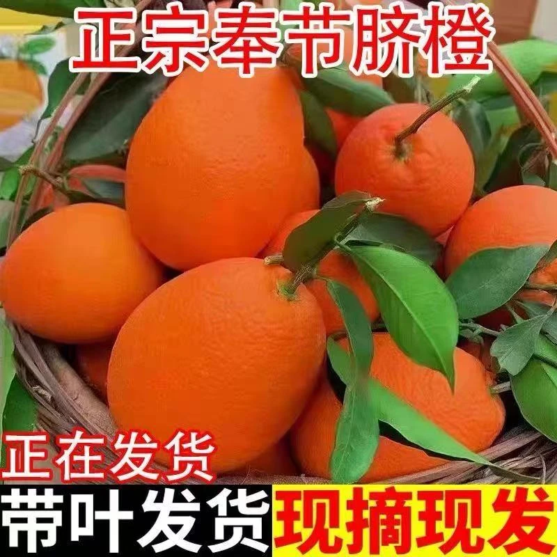 索图大舞台福利重庆特产奉节脐橙纽荷尔橙新鲜应季香甜多汁水果
