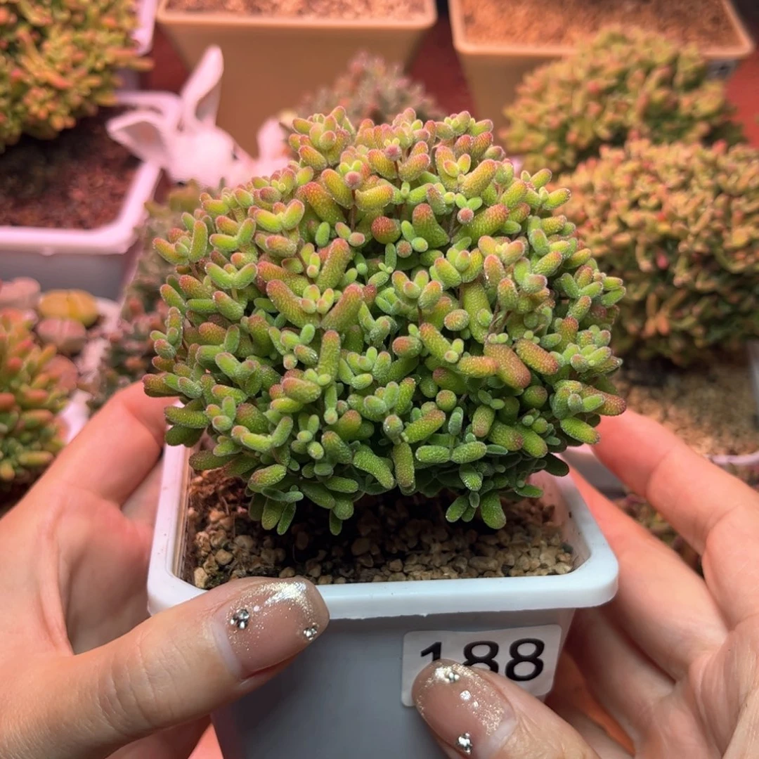 E**y188蜜桔可爱多肉植物