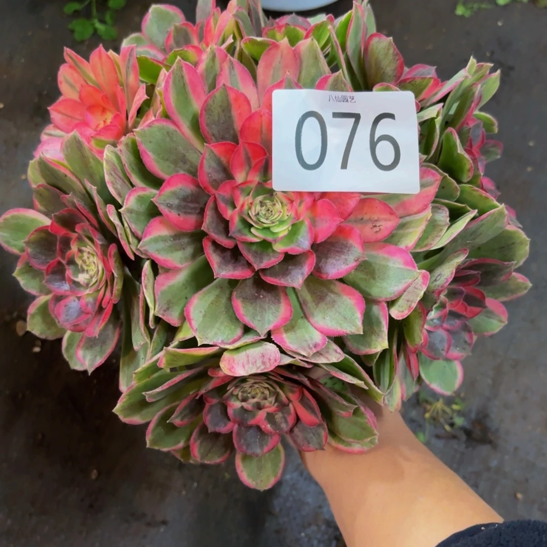 暖****076多肉植物丘比特无根