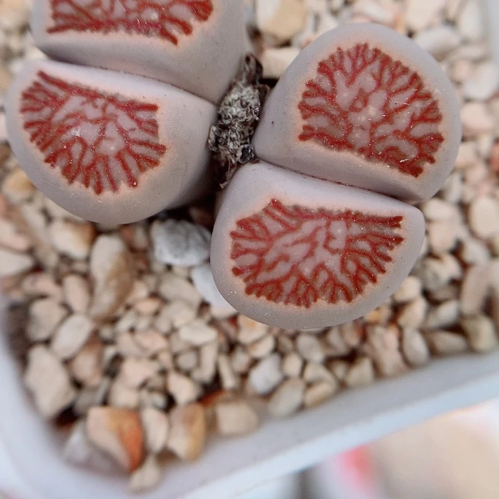 生石花花花花花花花256