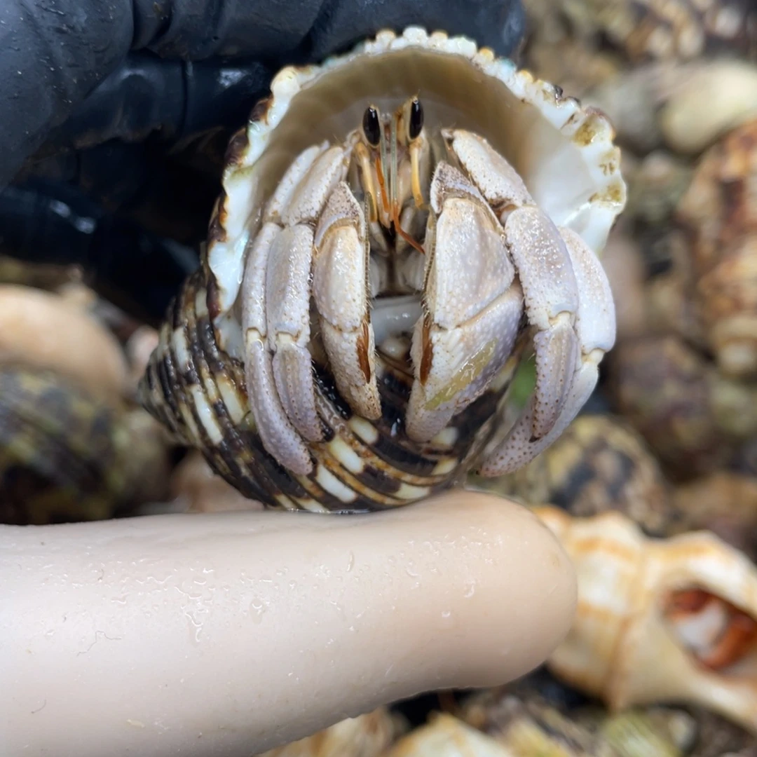 不退不换活体宠物123