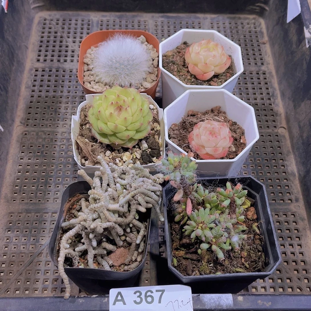 多肉367多肉植物