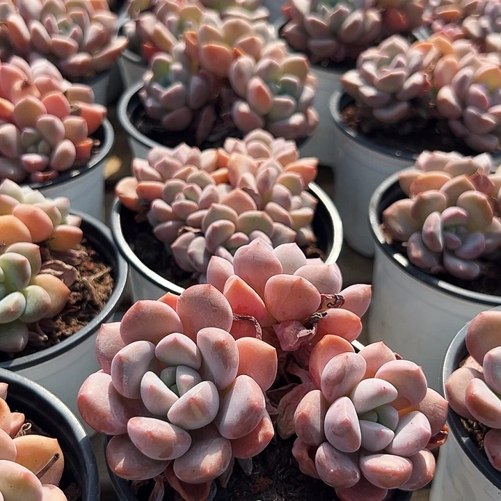 三头  老桩    白露