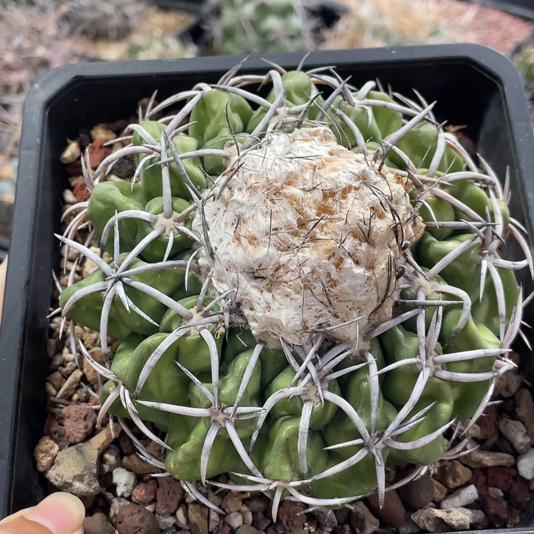 【闪购商品】印加圆盘冒根芽66
