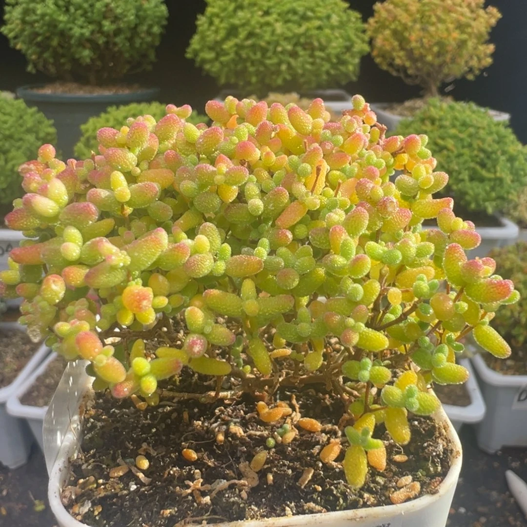 D7321蜜桔糖球一物一拍