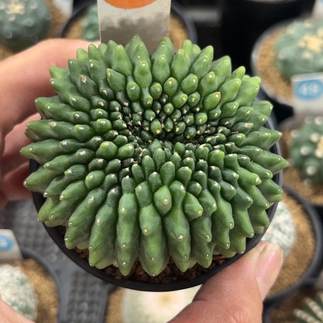 61泰系貘带盆带土