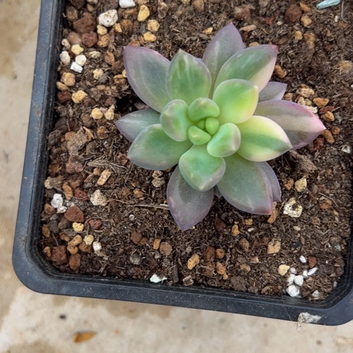 养****小阚的水晶球锦单头寄养