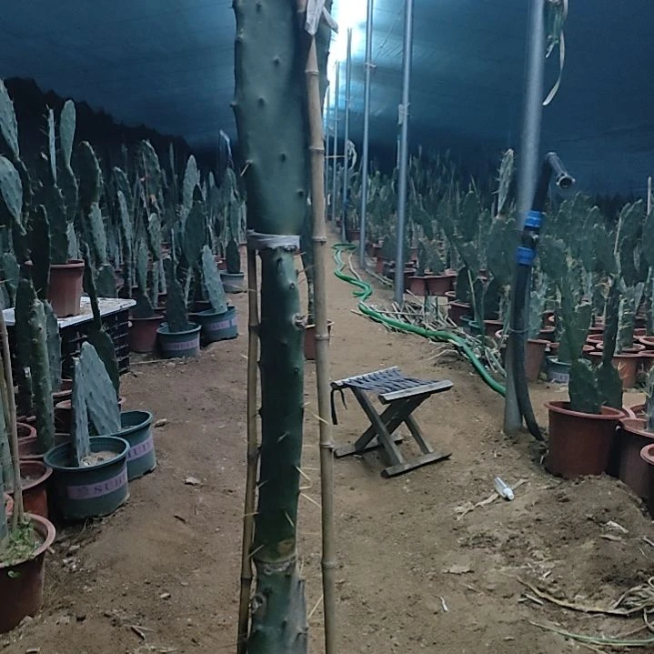 木***言完全开放黄大刺仙人掌三节一颗