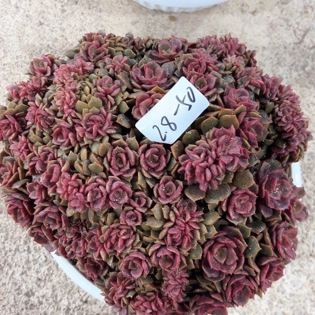 2.8-50大红袍缀化多肉