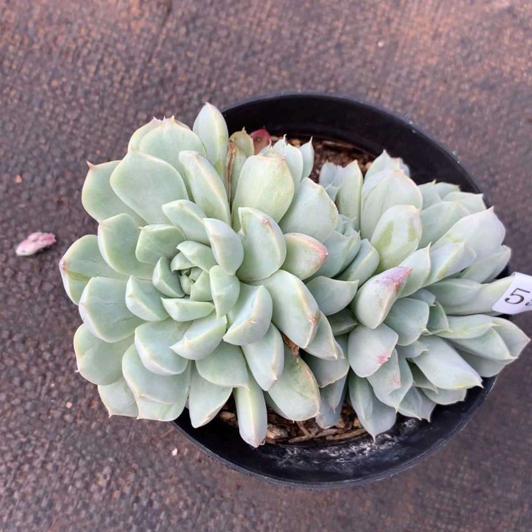 5512杂交精品基地11厘米