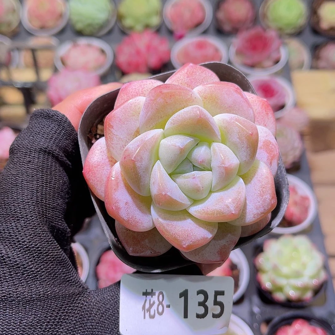 花08-135冰玉单头