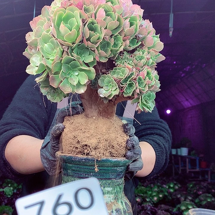 柒柒精品多肉脱土发货不包断侧枝760