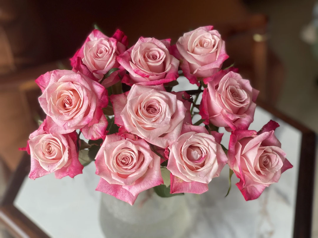 【源头一手价】C级新品扶摇玫瑰10支  云南基地鲜花直发   家养水养