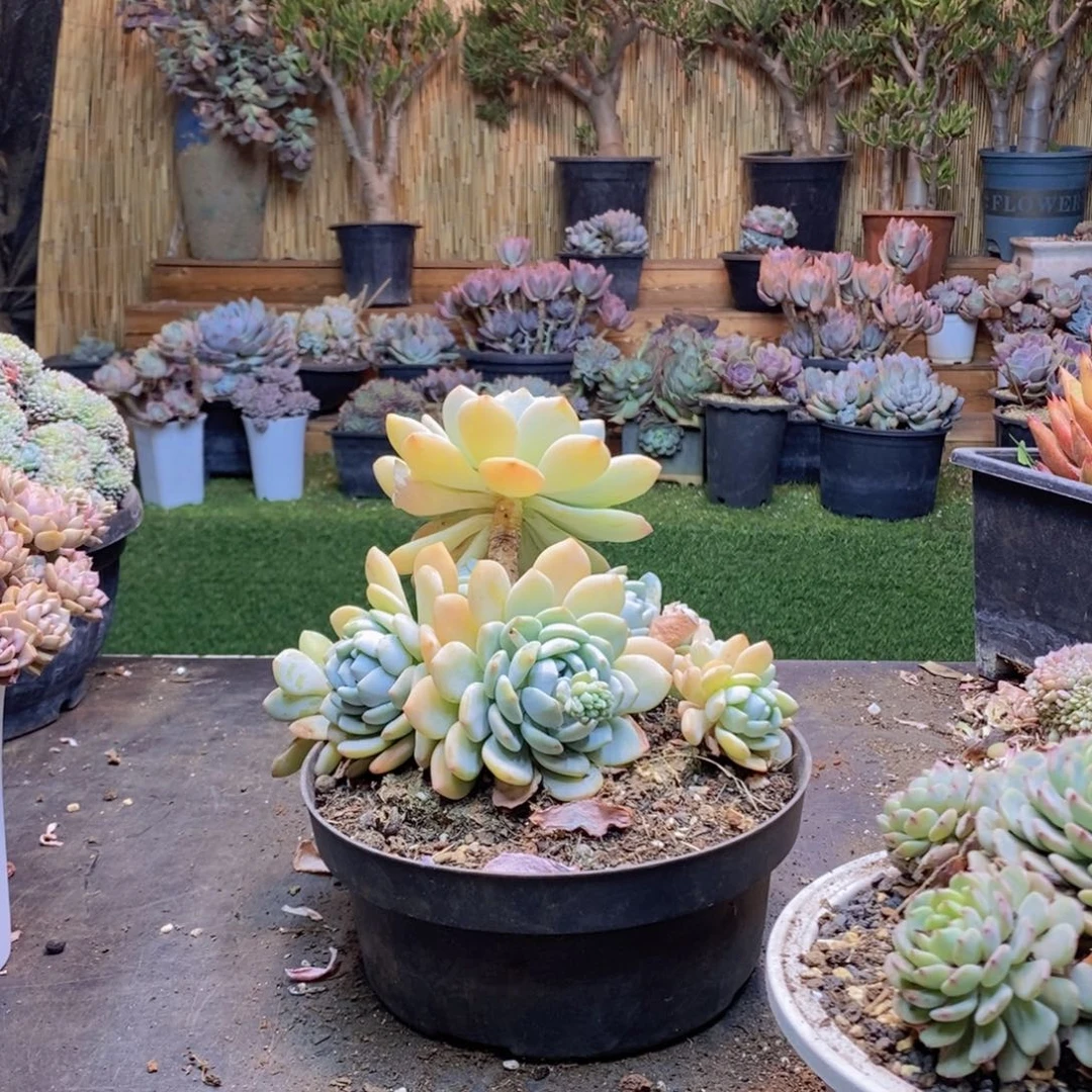 安*120冷香多肉植物