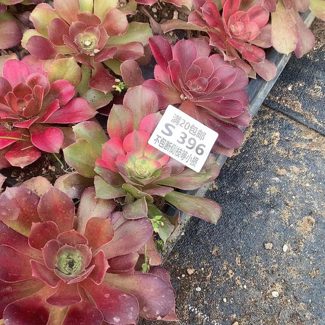 396韶羞七彩多肉单头