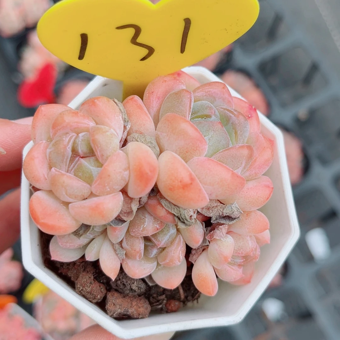 131号小老桩糖心群