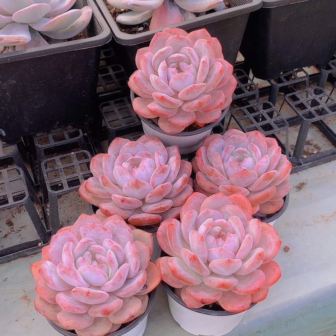 仙女橙000000000000000