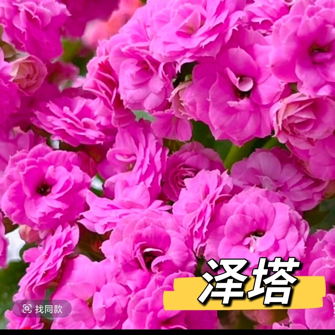 泽塔  130盆长寿花重瓣大花稀有品种带花苞发货