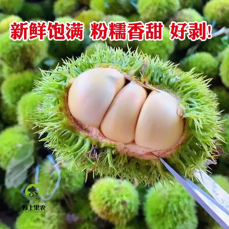 云南当季新鲜带刺壳青板栗清甜脆口现摘现发