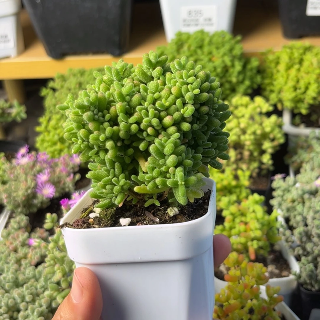 876蜜桔糖球小树。