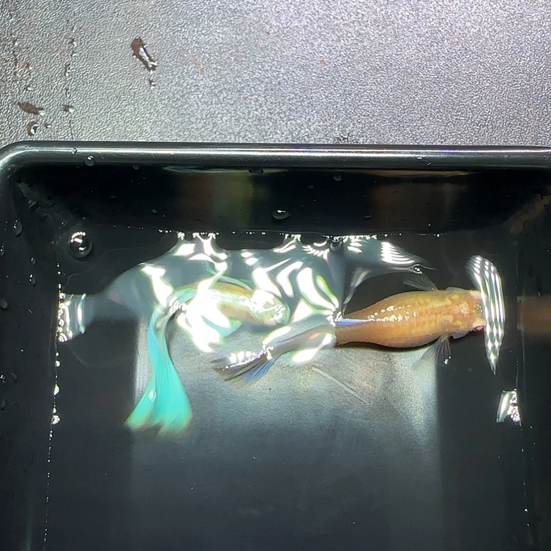 孔雀鱼蓝白飞船一对，三个半月