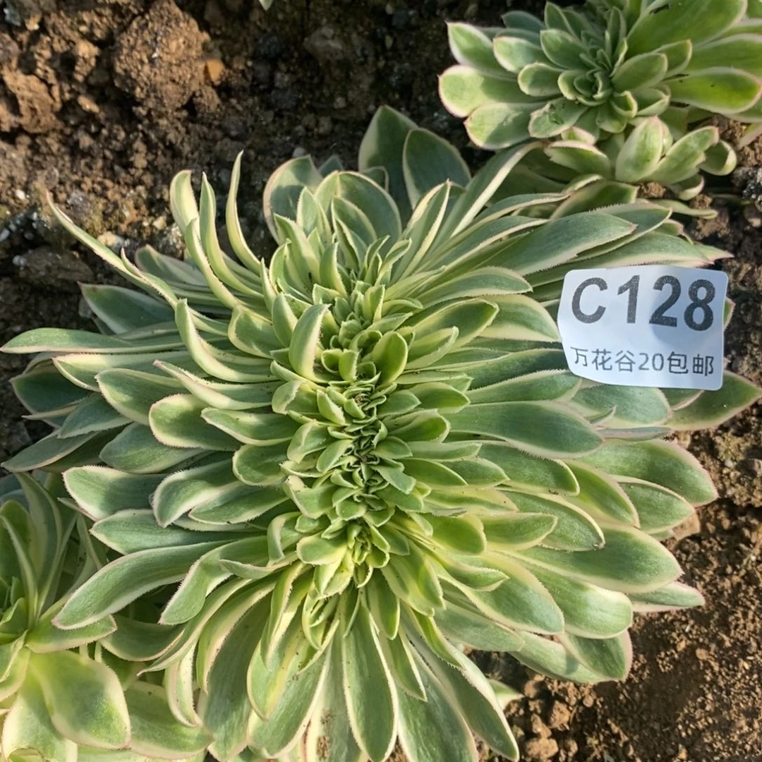 128青莲缀多肉植物