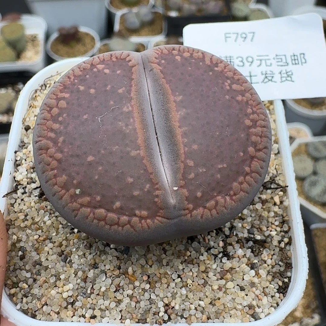 7979多肉哈哈哈哈回家