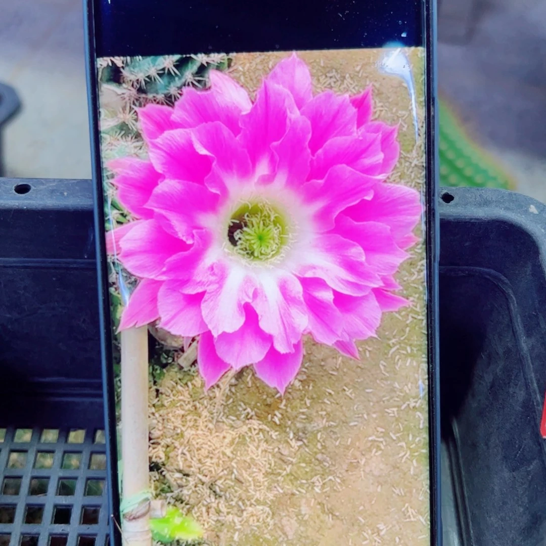 下92彩草A314 歪无根侧芽4公分左右20包邮