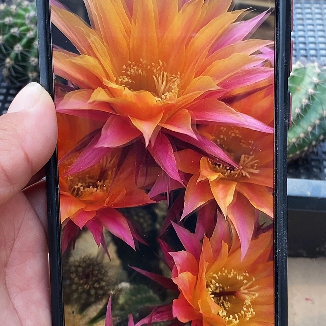 彩 放射源侧芽歪5公分