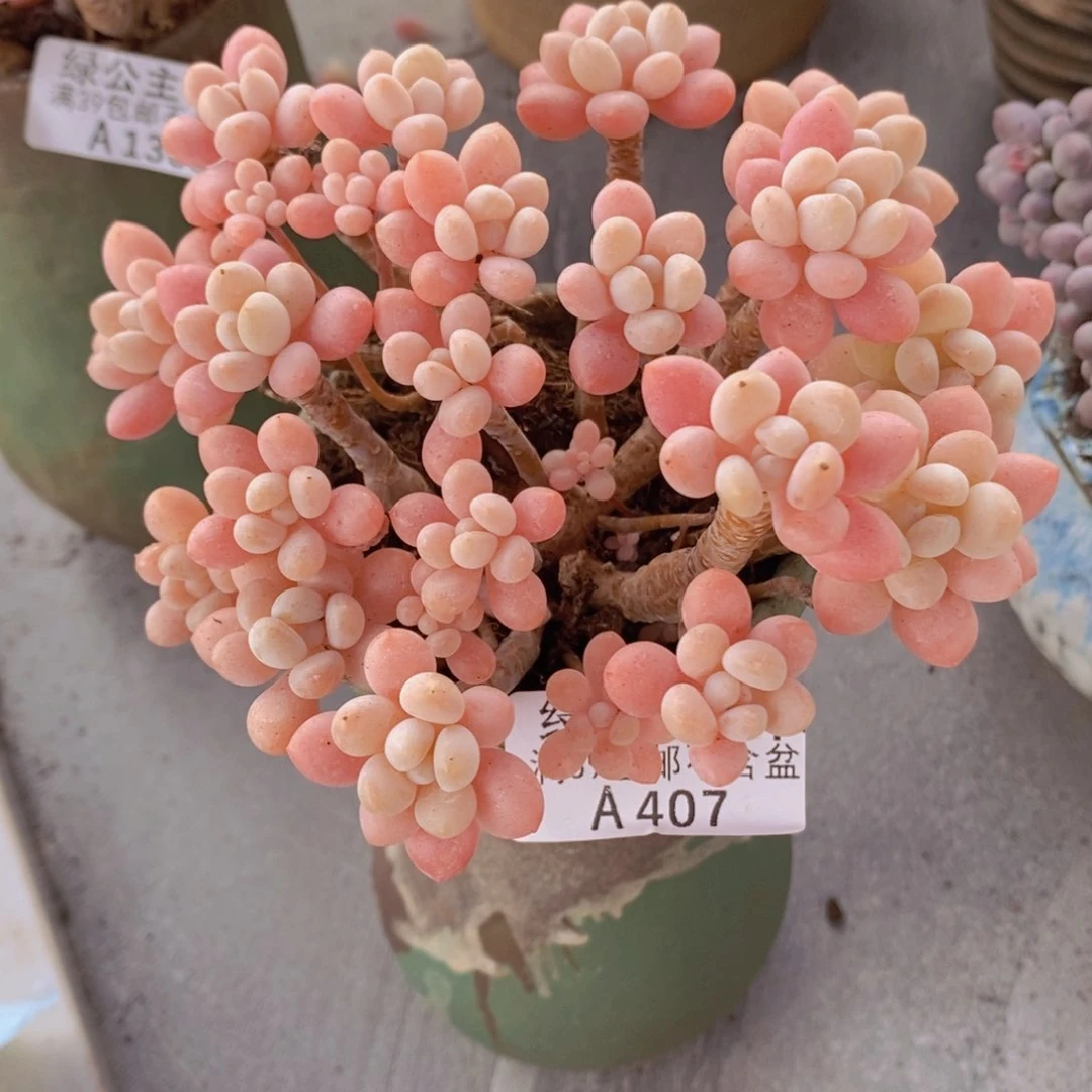 冰淇淋鱼子酱10cm407多肉植物