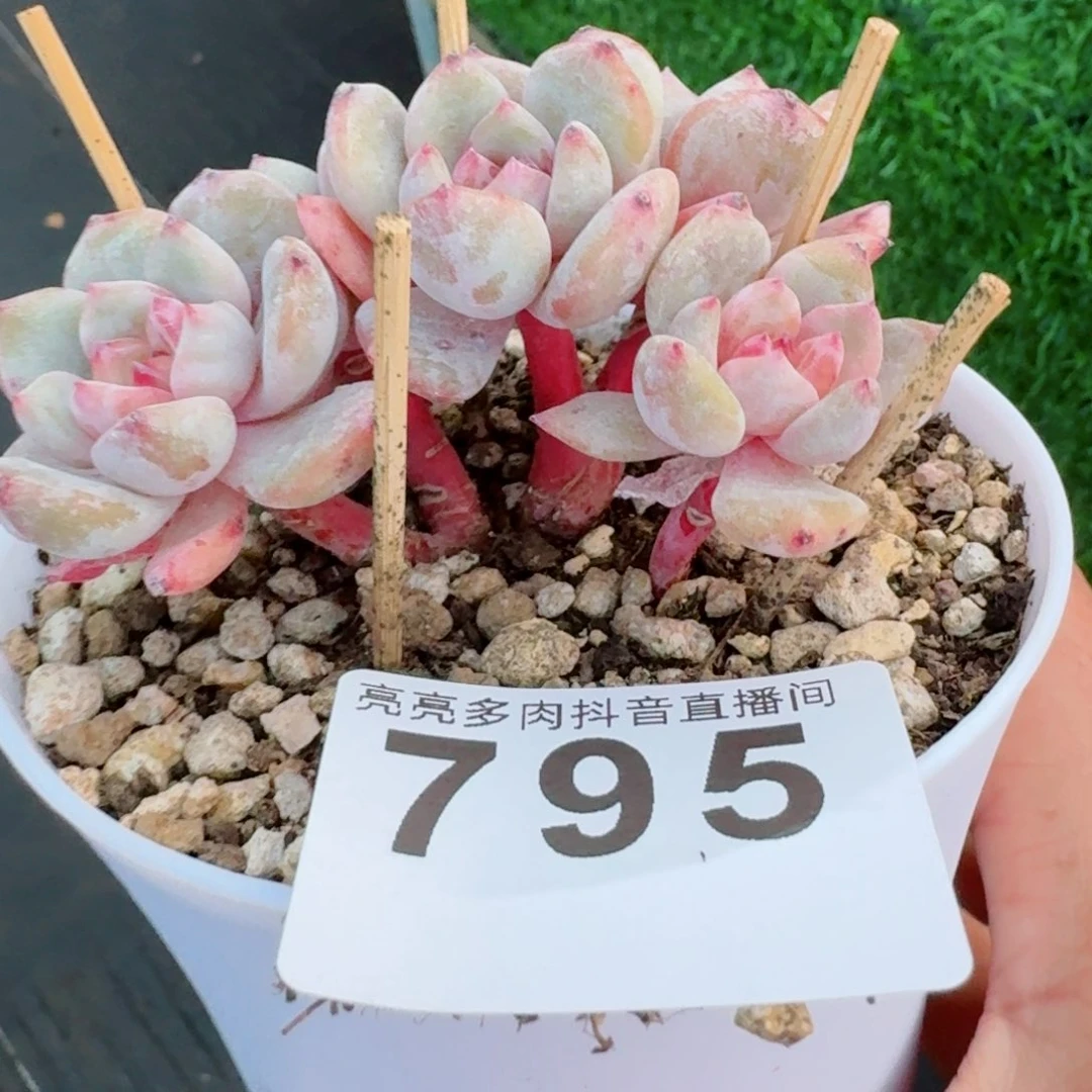 星影群生       多肉植物