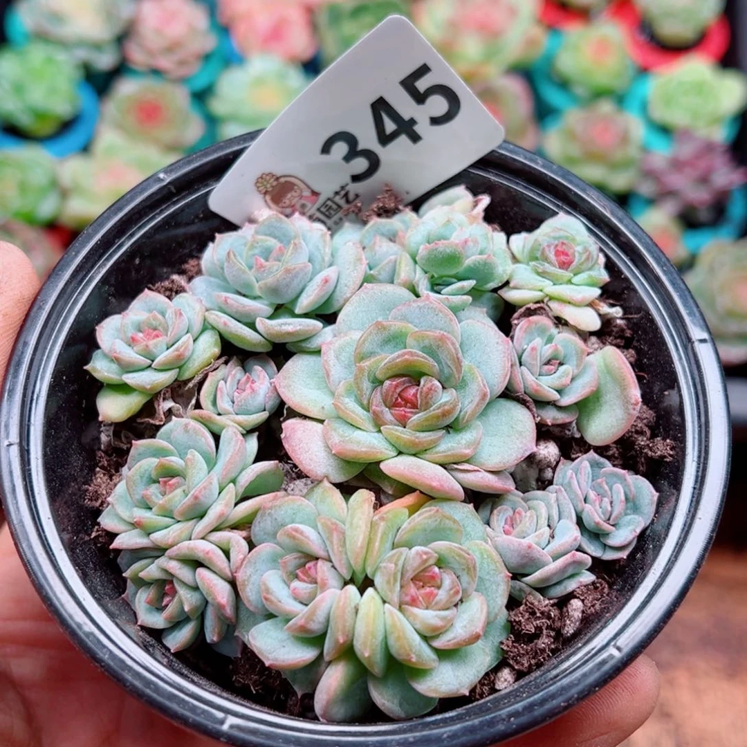 多肉植物多肉植物