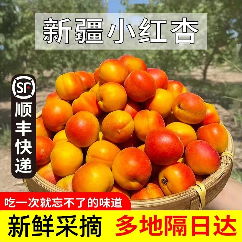 【顺丰空运】新疆阿克苏小红杏吊干杏子新鲜水果特产甜蜜油杏小红杏
