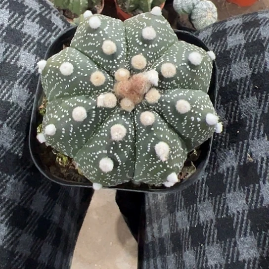 若*实生兜45667888