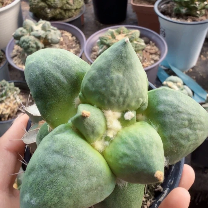 狂***菜950牛舌牡丹仙人球