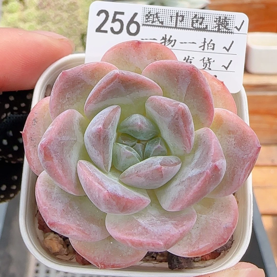 多肉0902-256糖心