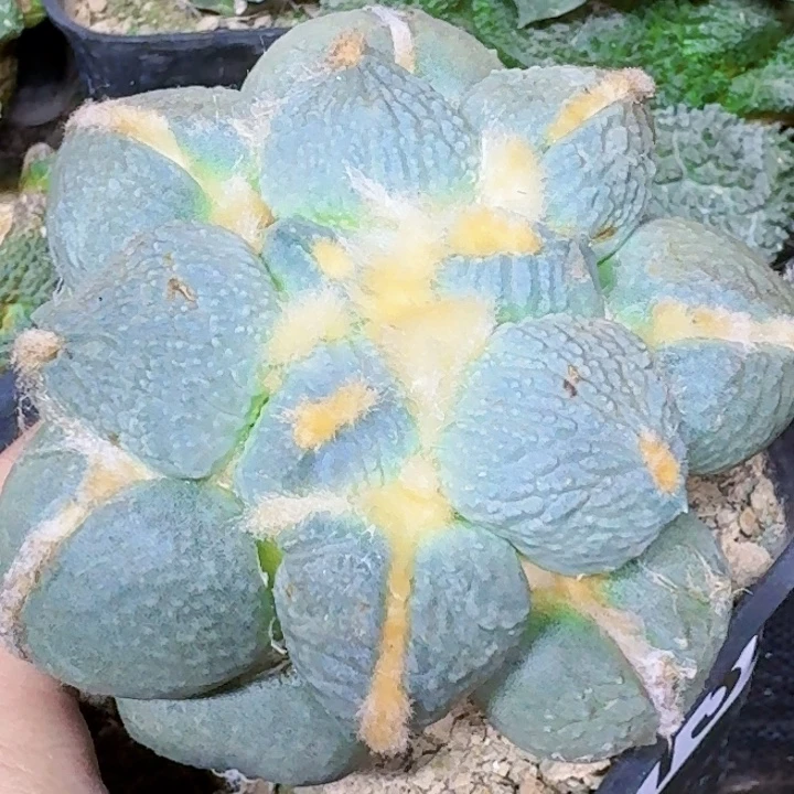 无花朵苗接大蓝蛋130