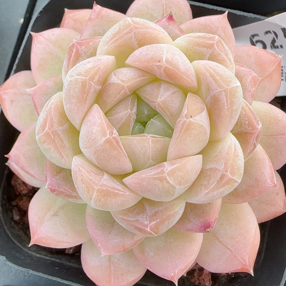 花语逸镜0214-625