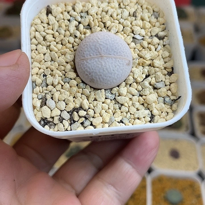 佳人园艺多肉生石花高尔夫645