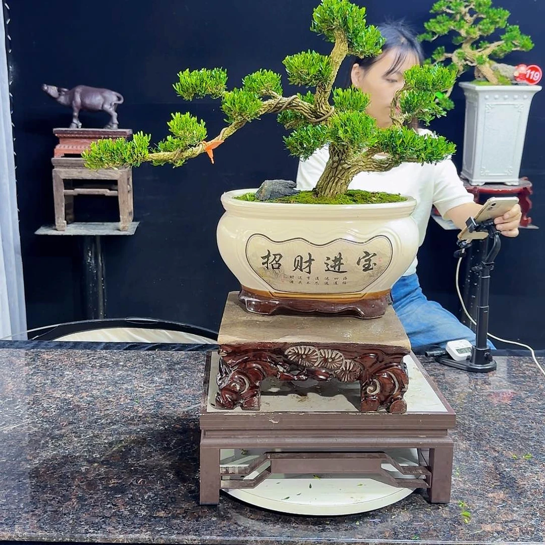 无花朵高端黄杨产品系列