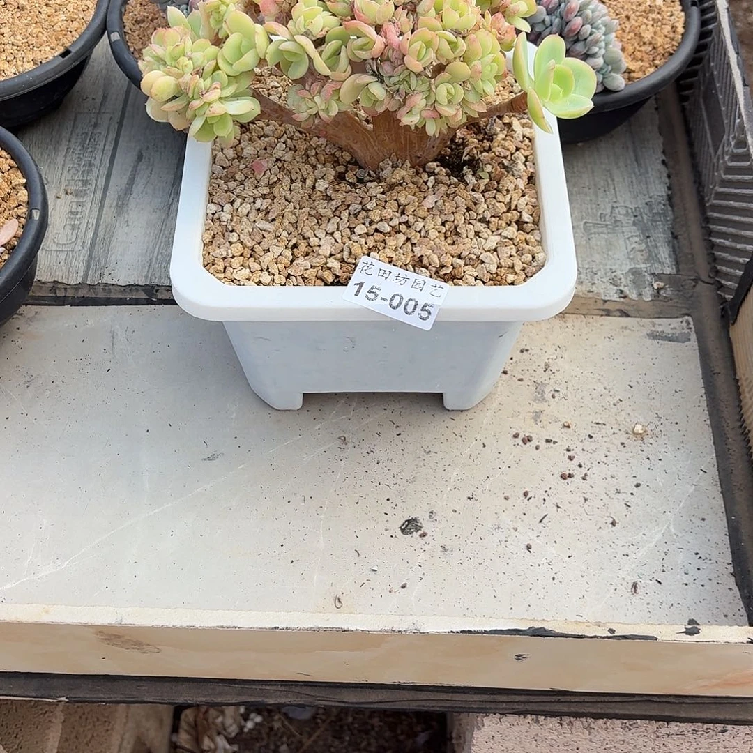 嵐***嵐15.005骑兵缀化一个