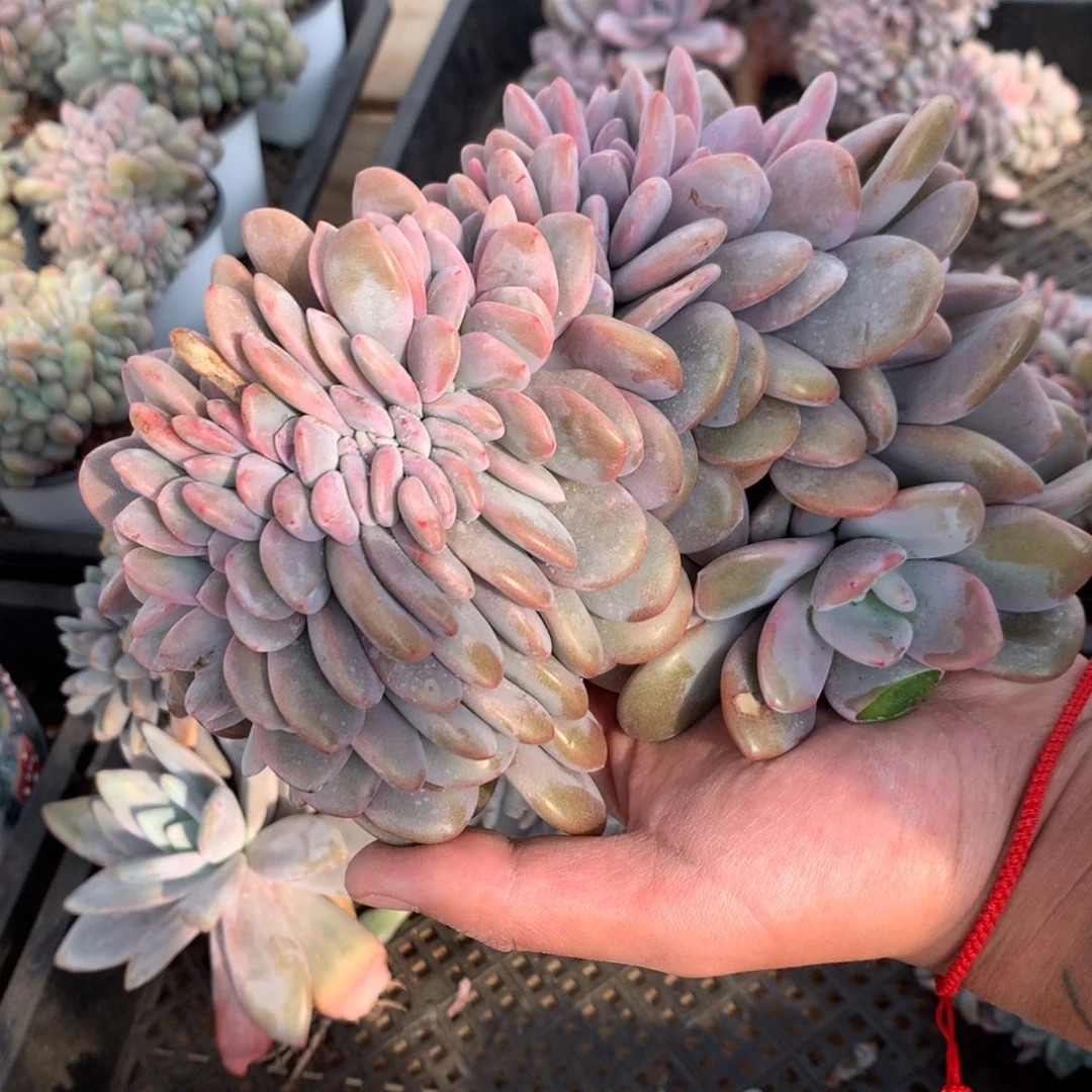 A686售后范围：签收起7天内，录开箱视频