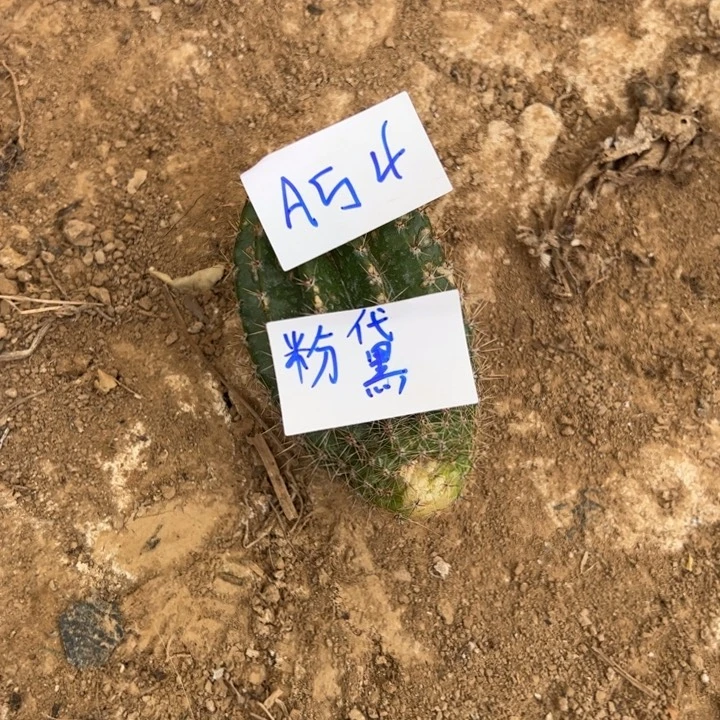 冰***洁A54粉黛彩草侧芽10
