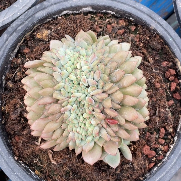 爱丽儿缀化多肉植物64