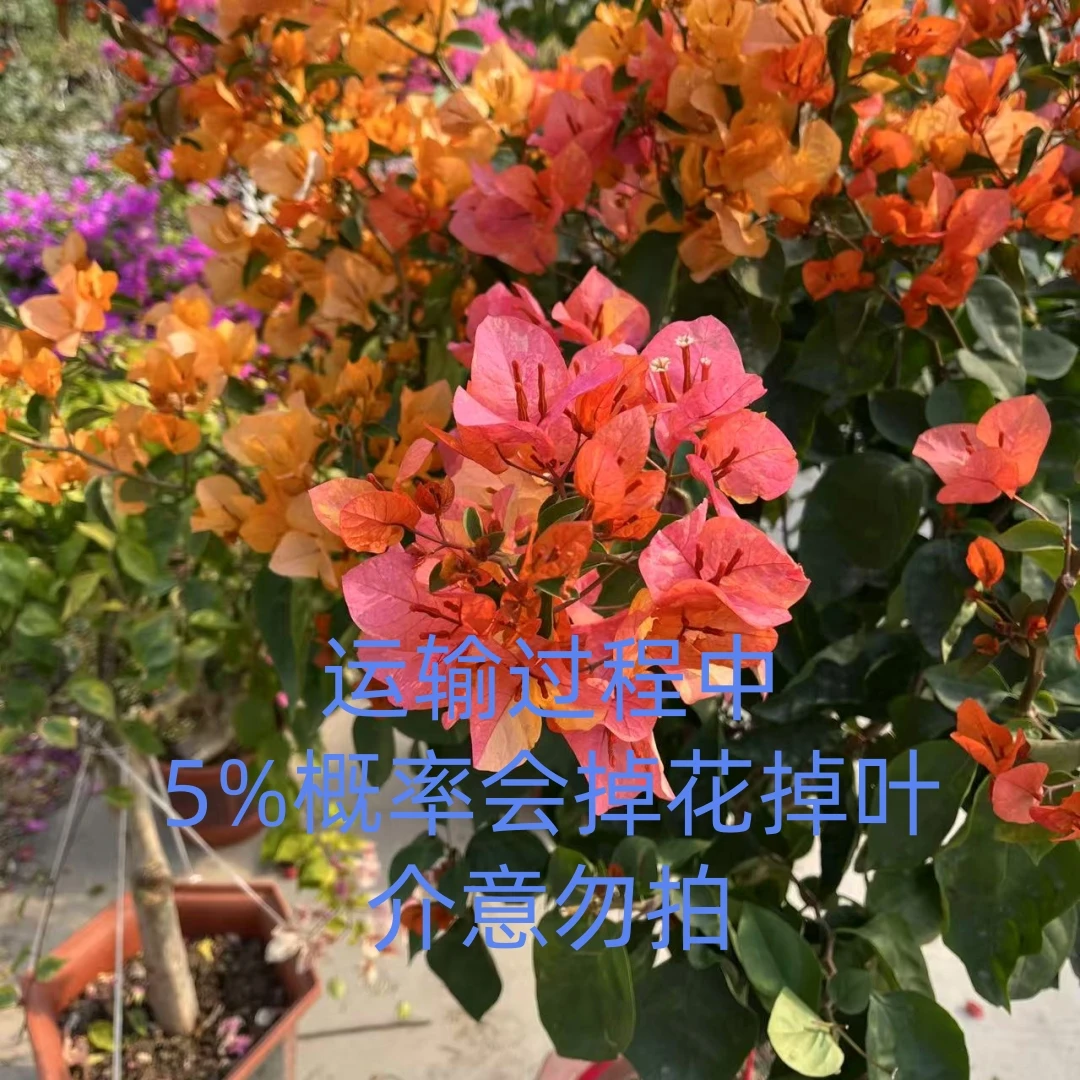 {直播间链接}三角梅新品勤花攀援飘枝造型基地发货展示露养