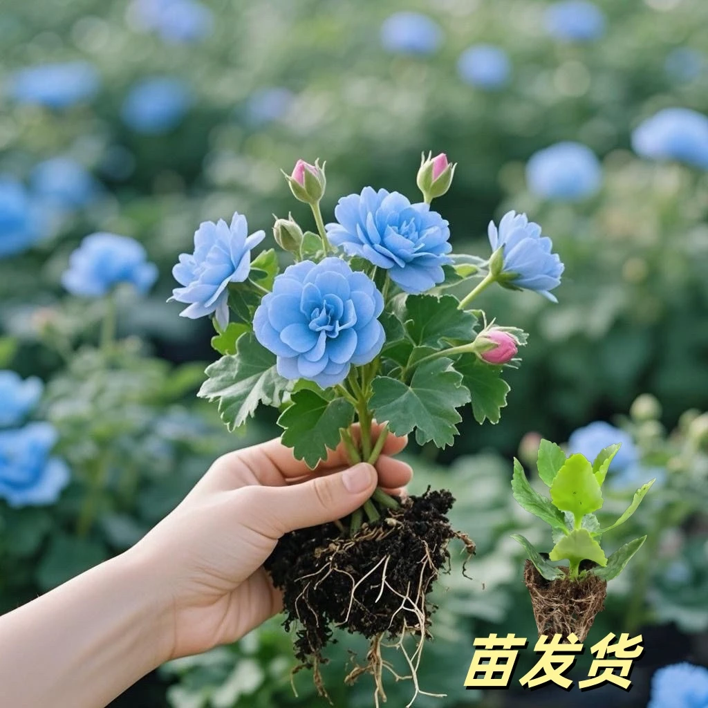 新品长寿花盆栽花苗带根四季开花混色植物重瓣室内阳台庭院花卉